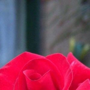 Meet your Posher, Tonia